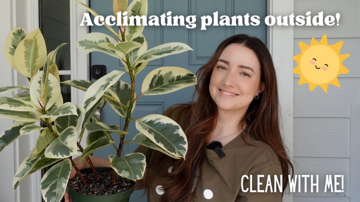 Tips on Acclimating Houseplants to Outdoors! Clean & Place Plants Outside with me! Tips on Acclimating Houseplants to Outdoors! Clean & Place Plants Outside with me!