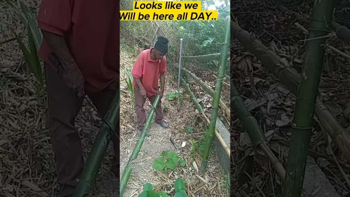 DIY Trellis (Bamboo)| Garden ideas#shorts