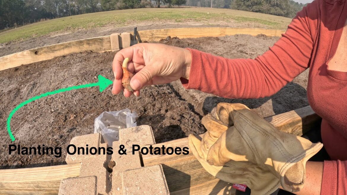 Planting Onions & Potatoes / Garden Design, Development & Construction #10