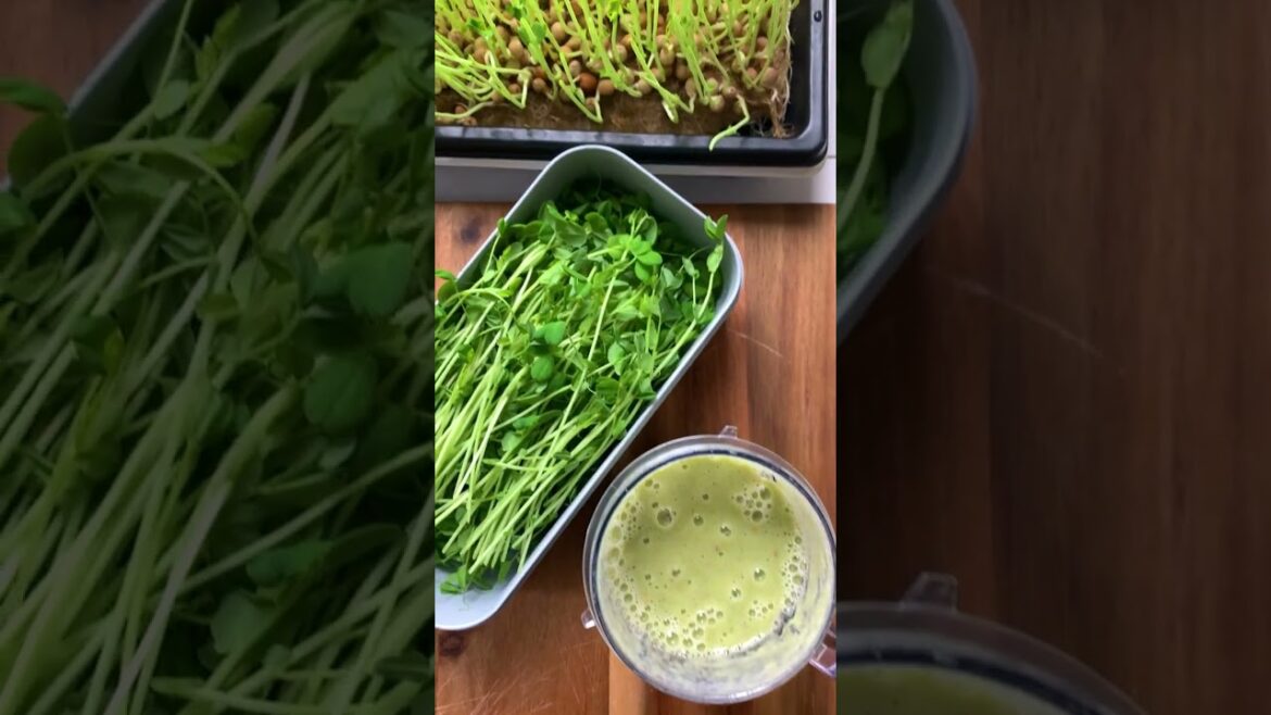 Plant once and harvest 3x - Microgreens Pea Shoots are the sweetest and packed with nutrients