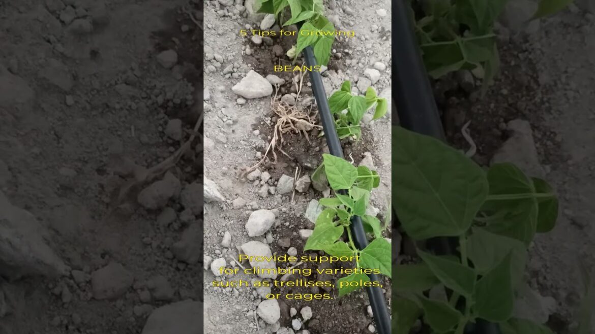 Garden Tips - Shorts Series - Green Beans