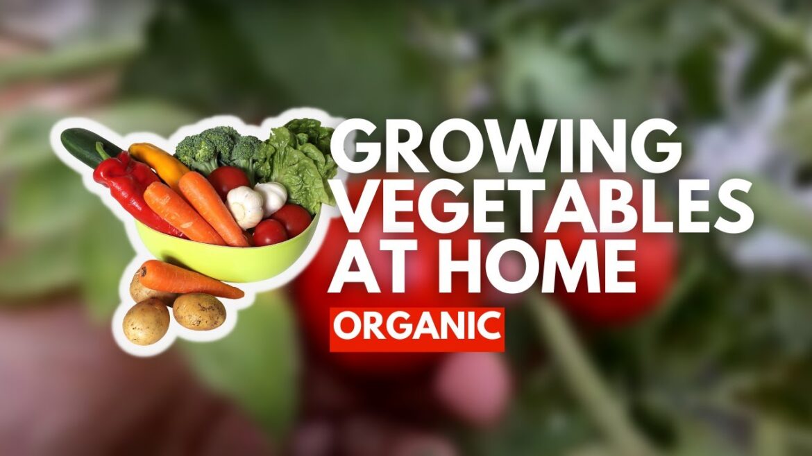 Growing Vegetables at Home 🍆 | Organic Vegetables Gardening at Home | Grow healthy Veg & Fruit