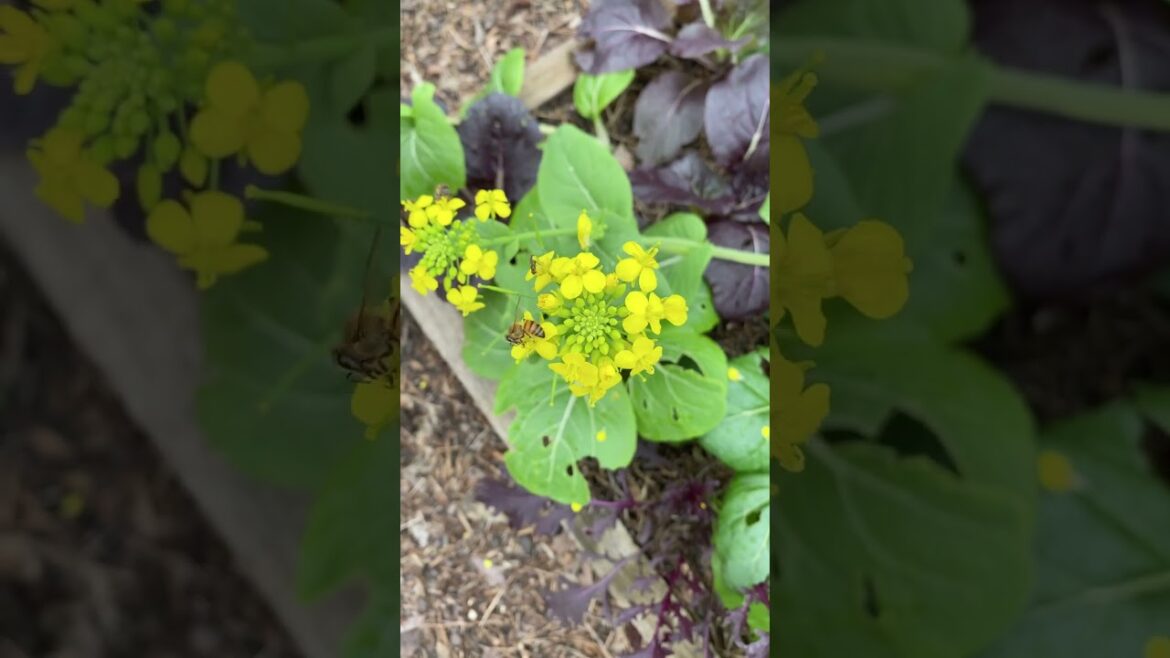 BOLTING WINTER PLANTS | #shorts BOLTING WINTER PLANTS | #shorts