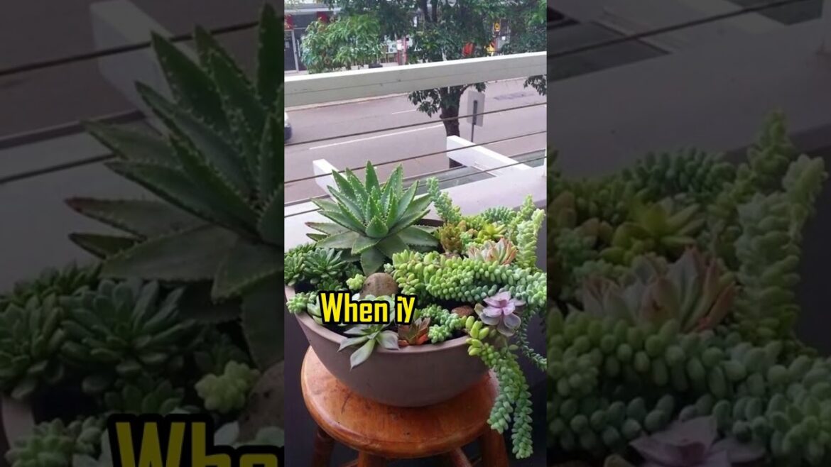 Modern Succulent Garden Ideas #shorts #viral #youtubeshorts #garden #succulent #succulentgarden Modern Succulent Garden Ideas #shorts #viral #youtubeshorts #garden #succulent #succulentgarden