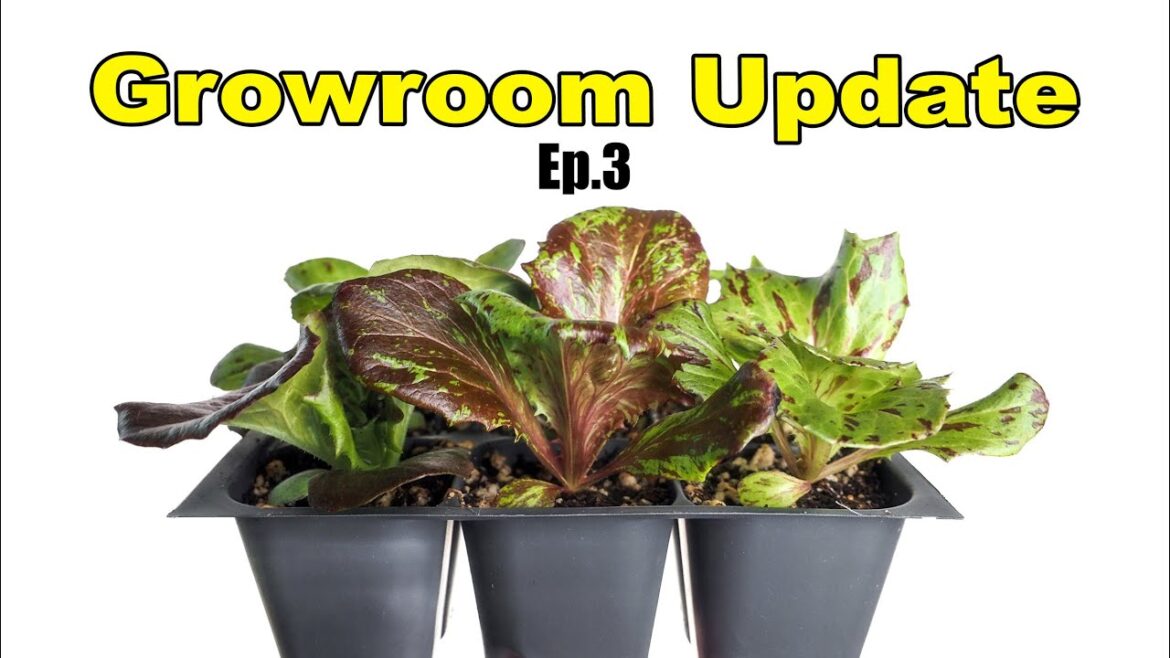 2023 Growroom Update Ep 3 2023 Growroom Update Ep 3