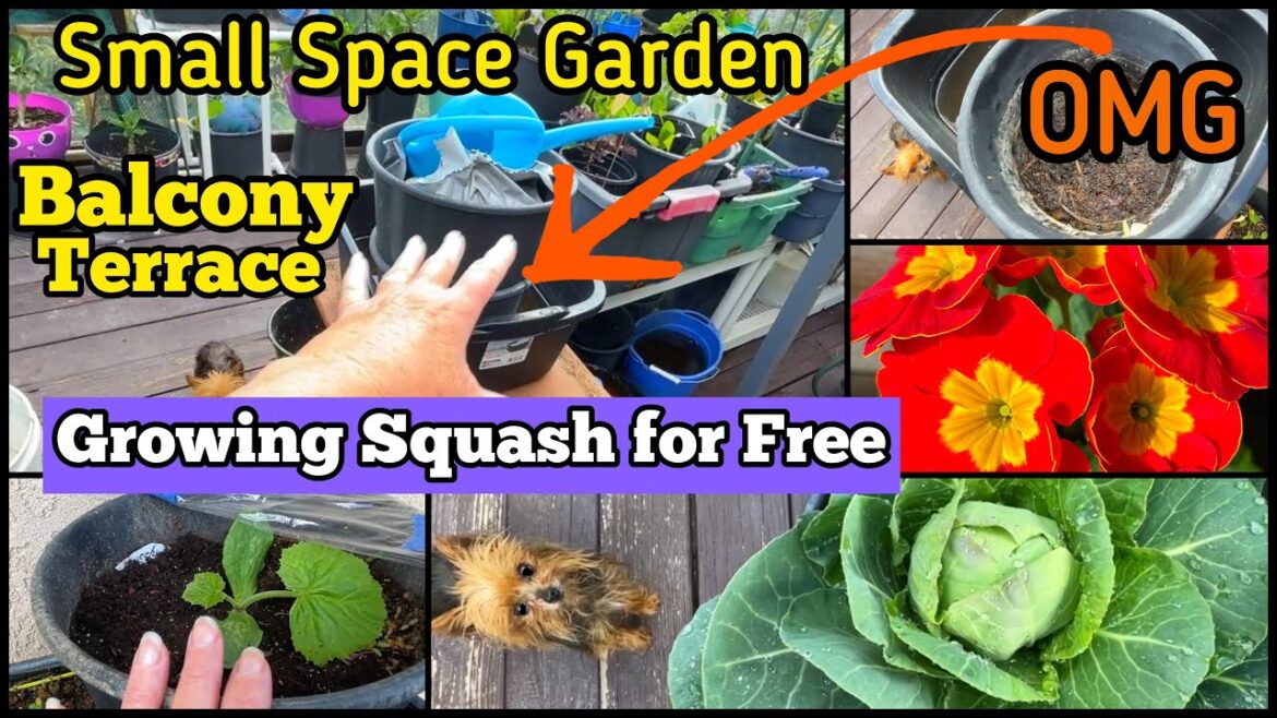 HOW TO GROW Vegetables at Home FREE-Balcony Terrace Garden Planting Ideas Container Gardening Tomato