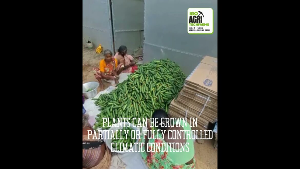 IGO Agritech Polyhouse Cucumber Farming Projects… IGO Agritech Polyhouse Cucumber Farming Projects...