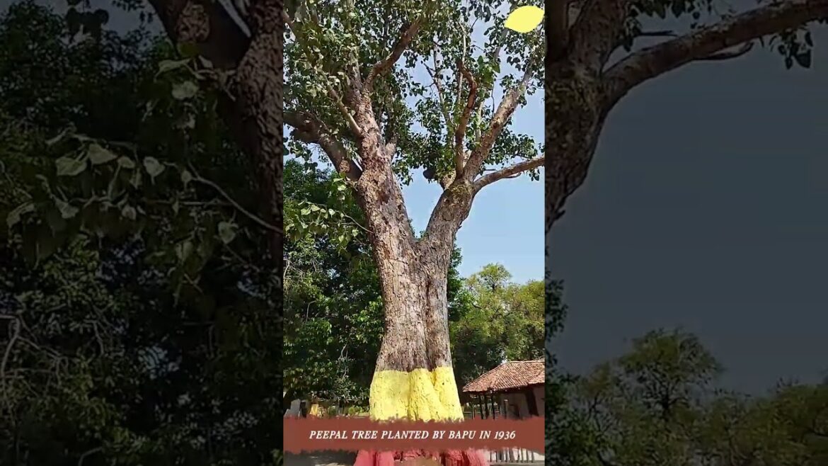 #shorts #shortvideo  Peepal Tree  Planted by Bapu in 1936 #peepaltree