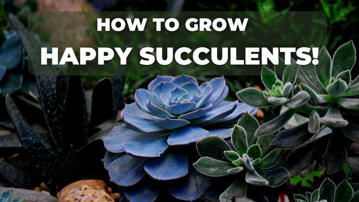 How to Grow and Care for Your Succulents |10 Tips for healthy succulents!