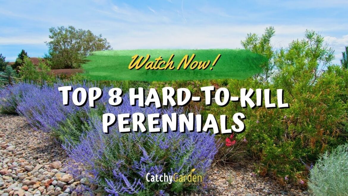 Top 8 Hard to Kill Perennials That Will Bring Color Year After Year π»πΈπ Top 8 Hard to Kill Perennials That Will Bring Color Year After Year π»πΈπ