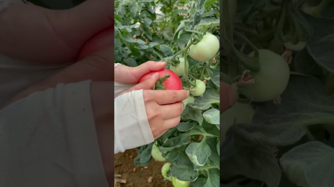 Beautiful Nature with Rural Life (P36) - Beautiful tomatoes