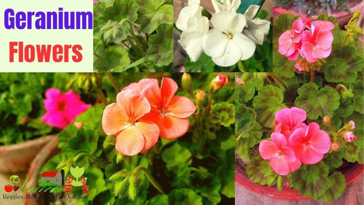 #Geranium flowers blooms in spring with complete tips at Asim Rooftop Garden