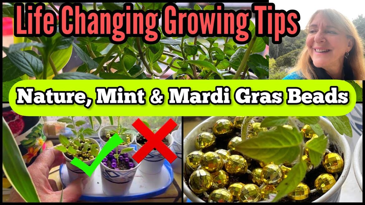 Seed Starting TIPS Mardi Gras BEADS Light Up & Make Plants Grow, Houseplants, Mint, Container Garden