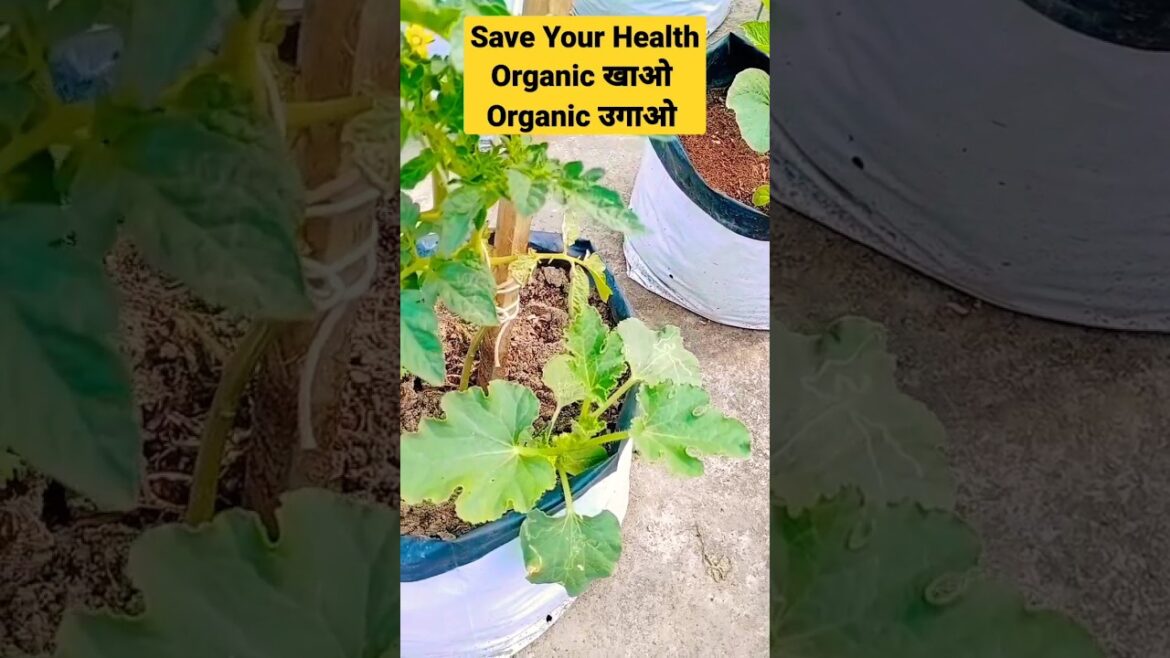 Information of this plant #shorts #organic #vegetable #gardening