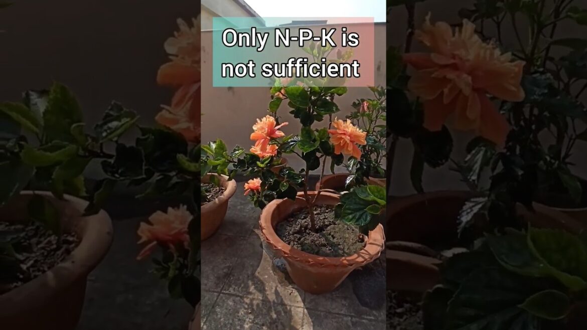 #shorts#shortsvideo #shortsfeed #youtubeshorts #trending #viral #hibiscus#care #urban#garden#tips