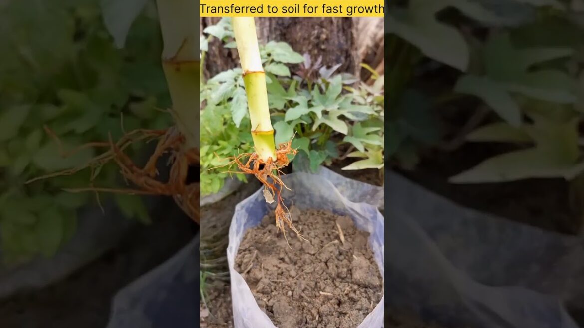 lucky bamboo plant #shorts #short #youtubeshorts #gardening