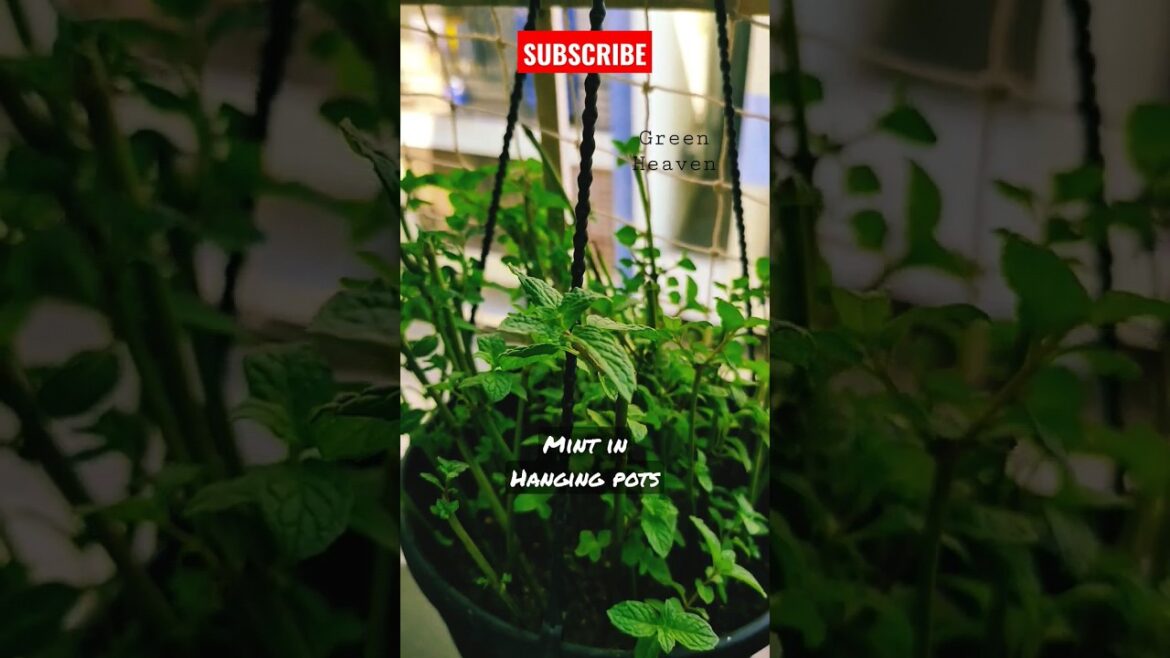 Growing Mint in Hanging Pots🌿☘️Balcony Gardening❤️🌿👌👌#shorts #short #viral #youtubeshorts #trending Growing Mint in Hanging Pots🌿☘️Balcony Gardening❤️🌿👌👌#shorts #short #viral #youtubeshorts #trending