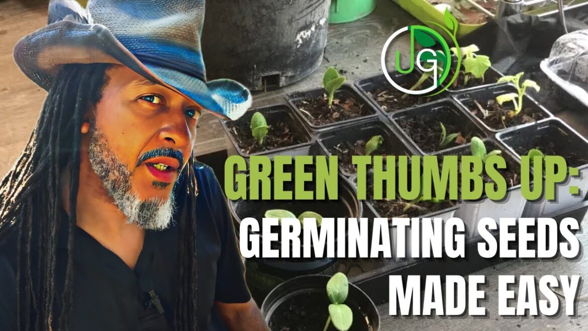 Green Thumbs Up: How to Use a Plastic Cupcake Container to Germinate Seeds Green Thumbs Up: How to Use a Plastic Cupcake Container to Germinate Seeds