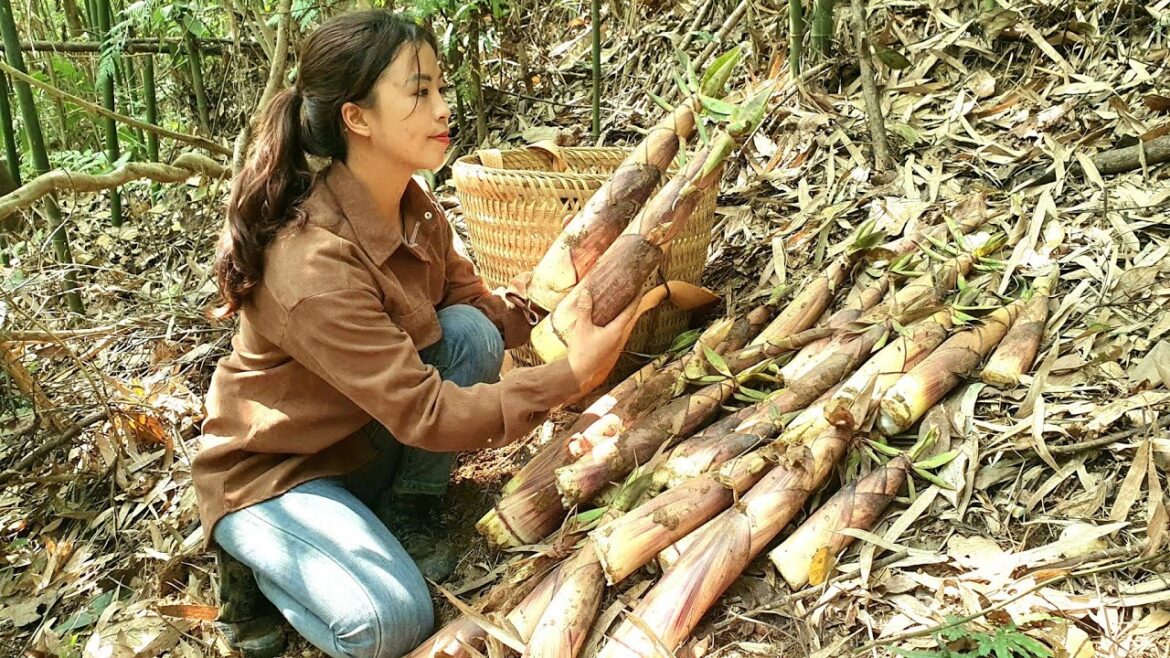 The process of harvesting bamboo shoots for sale - gardening and growing vegetables /Triệu Thị Xuân