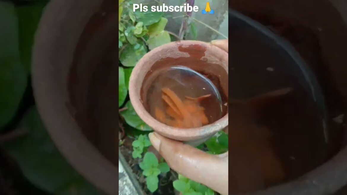 garden tips 😍😍 #shorts #shortsfeed #gardening #tips #ytshorts #yt #gardeningtips #subscribe #plant