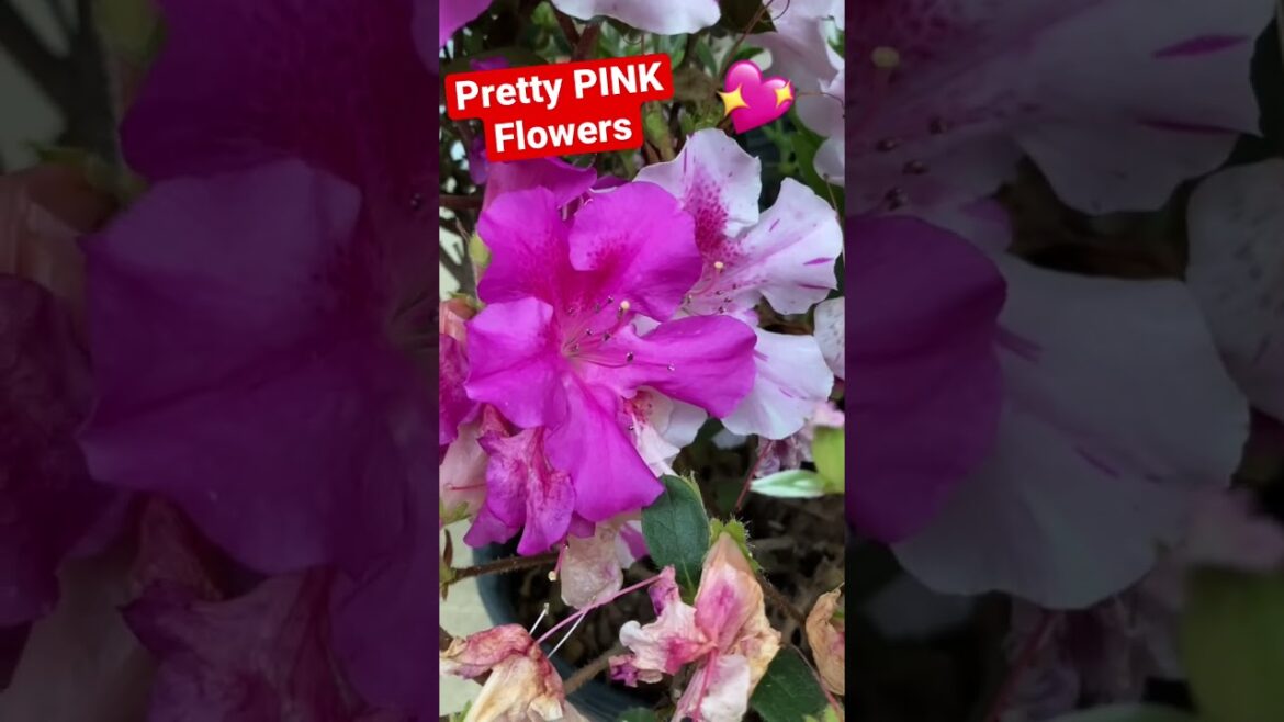 SPRING Azalea Flowers 🌸 🌺 #shorts #flowers #spring #gardening #azaleas #pink