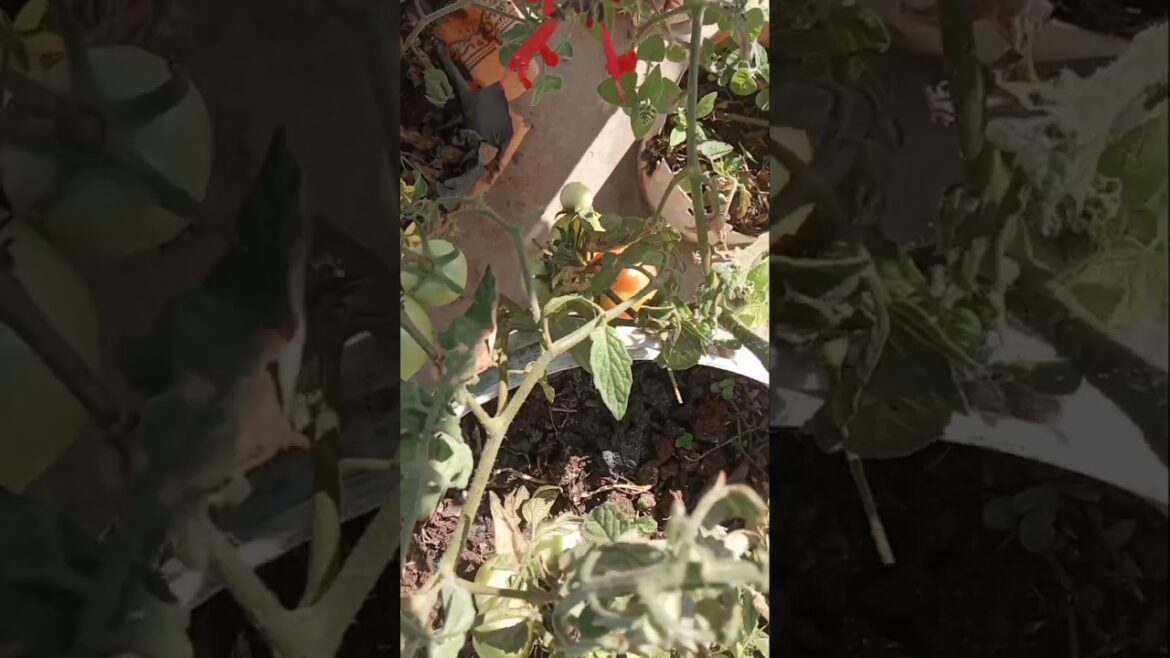 terrace garden/ house gardening/ vegetable gardening