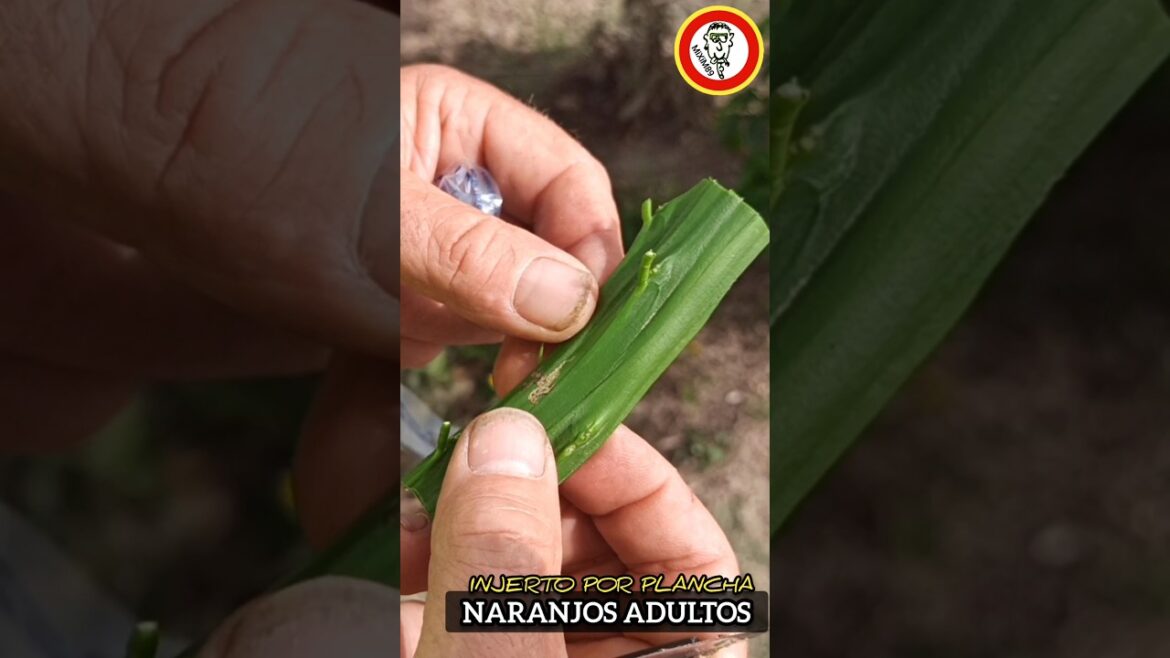 🌳🍊Técnica de INJERTOS de PLANCHA (El Secreto Detrás de los Mejores Naranjos) by mixim89 🌳🍊Técnica de INJERTOS de PLANCHA (El Secreto Detrás de los Mejores Naranjos) by mixim89