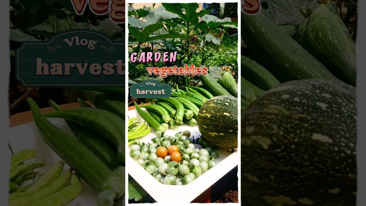 #shorts#gardeningtips & home gardening#garden ideas for beginners & garden vegetables harvest athome