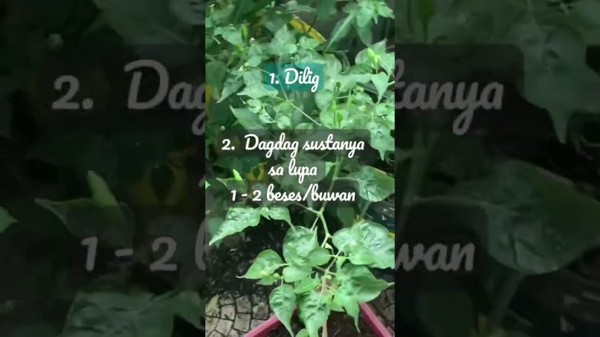 #urbangardening #tips 🪴🌱Making sure your #garden continues to #thrive 👌🌱🌸