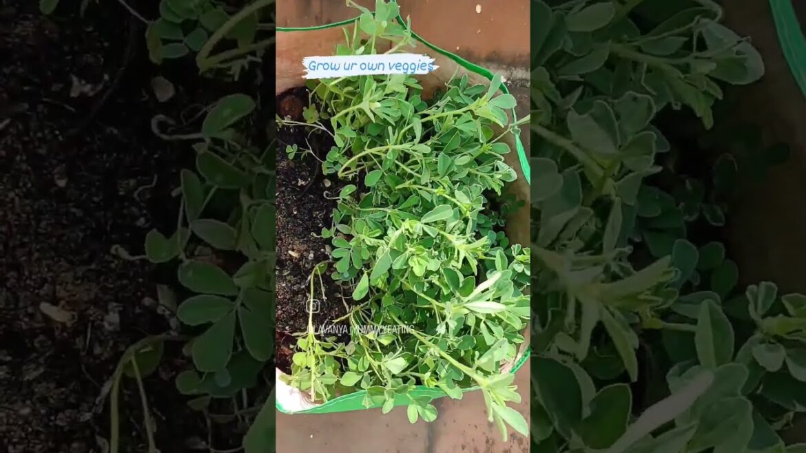 Harvesting methi leaves from terrace garden | vendhaya keerai | Yummy eating #shorts