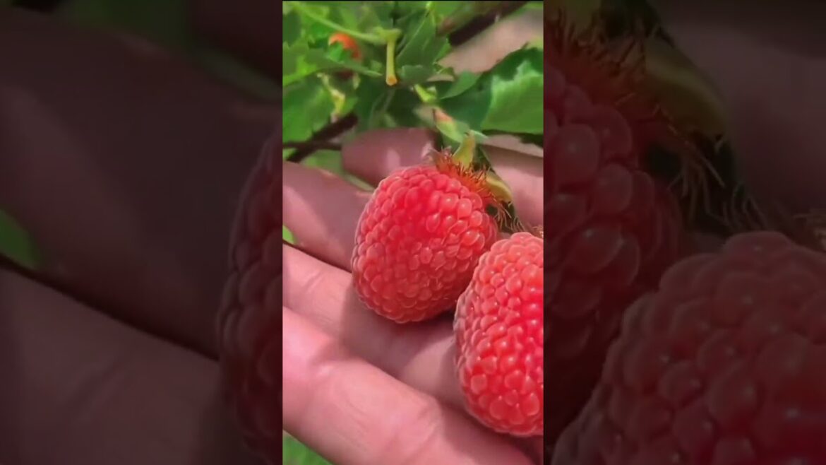 home backyard garden #Lawnscarifying#gardening #organic #gardenwaste#lawncare  #grass #autumn