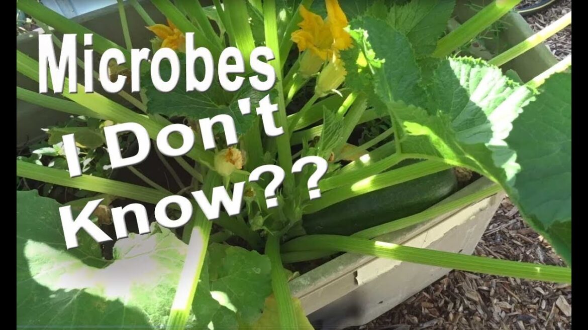 EASY COLD COMPOST in Place ALIVE Container Garden Microbes Earthworms Zucchini Squash Love it EASY COLD COMPOST in Place ALIVE Container Garden Microbes Earthworms Zucchini Squash Love it