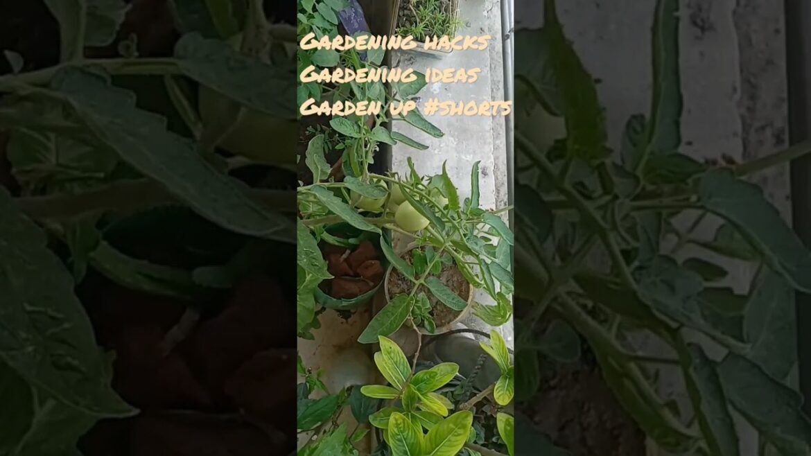 gardening ideas/gardening hacks/garden up#shortvideo#youtubeshorts#short#gardenup#beginnersgardening