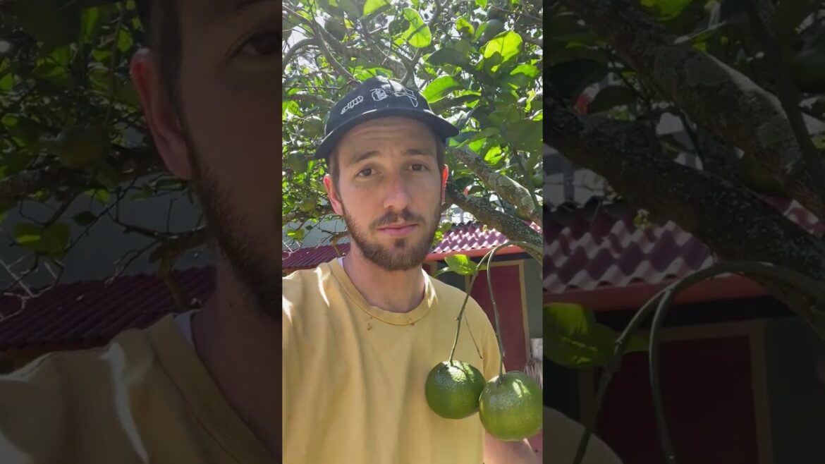 Do This To Your Citrus Trees! Gardening Tips for Citrus Trees #shorts #gardening #citrus #gardentips