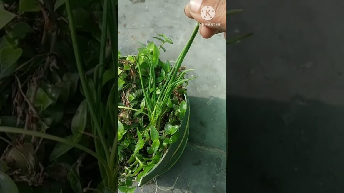 #gardening shorts video ❤️#short trends