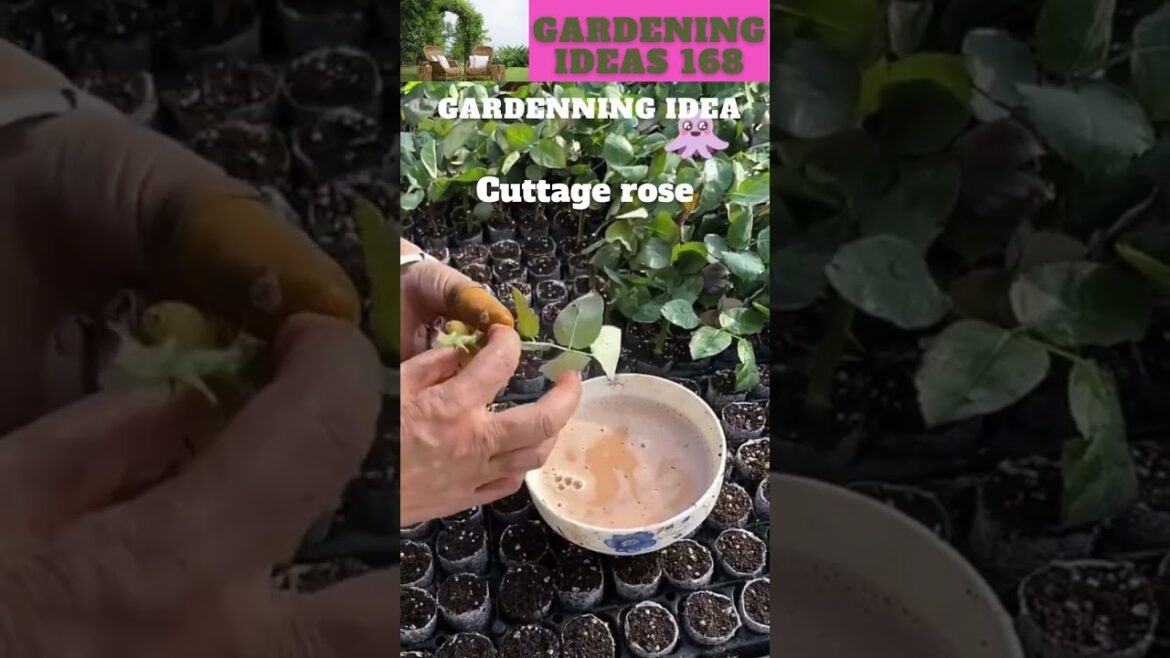 You can also try thisππ΄π±πΏπ/gardening ideas nonstop πβ¦ You can also try thisππ΄π±πΏπ/gardening ideas nonstop πβ¦