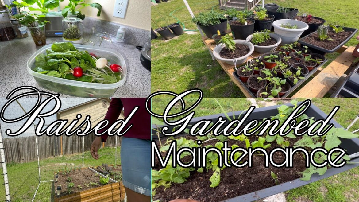 Container Garden Maintenance Day | Aphids + Radish & Bok Choy + Fertilizing Container Garden Maintenance Day | Aphids + Radish & Bok Choy + Fertilizing