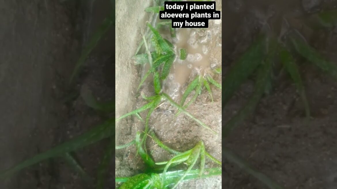 Aloevera propagation | grow aloe vera at home | planting aloe vera in sand #shorts #viral_short