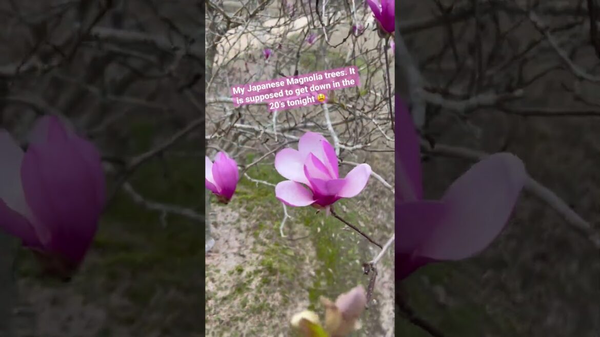 Japanese Magnolia Trees #shorts #shortsvideo Japanese Magnolia Trees #shorts #shortsvideo