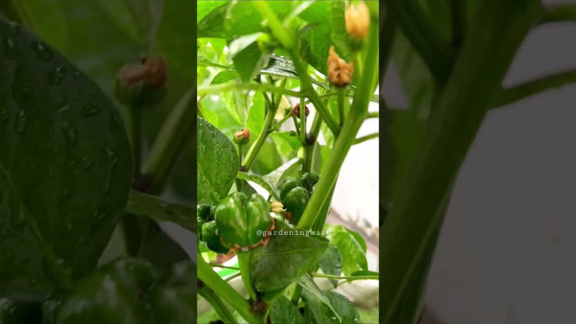 Capsicum 🫑 #terracegarden #kitchengarden #kitchen #garden #gardening #shortvideo #homegarden