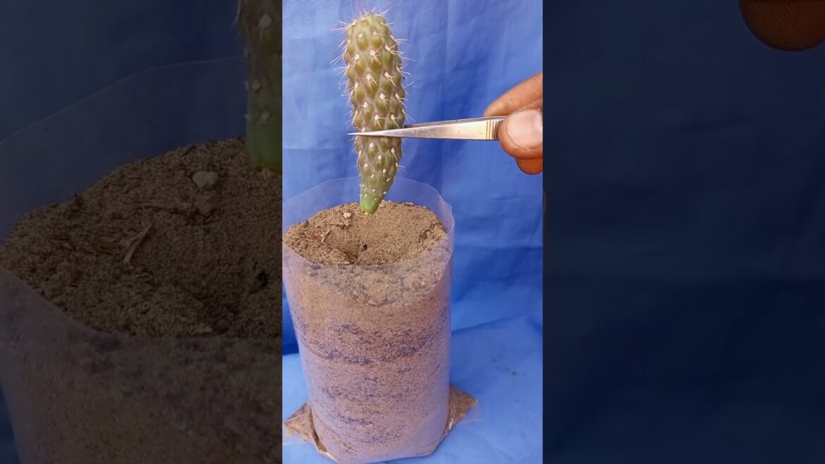 cactus propagation #shorts #short #youtubeshorts #gardening