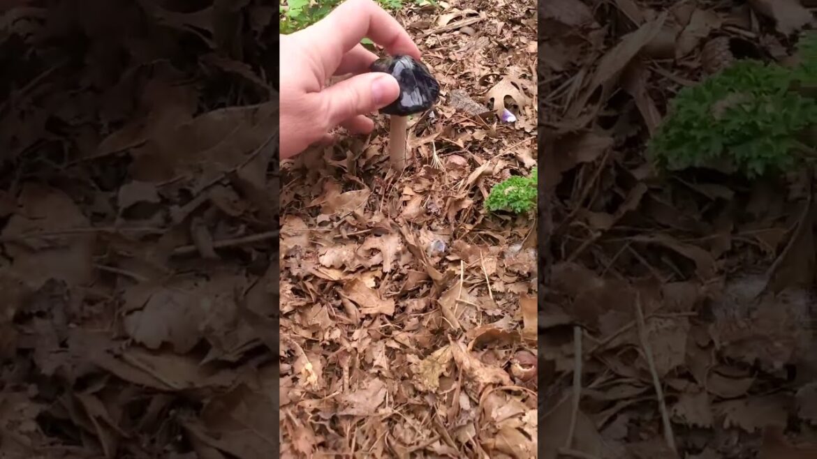 Home Garden Mushroom Accents 🍄 #gardendecor Home Garden Mushroom Accents 🍄 #gardendecor