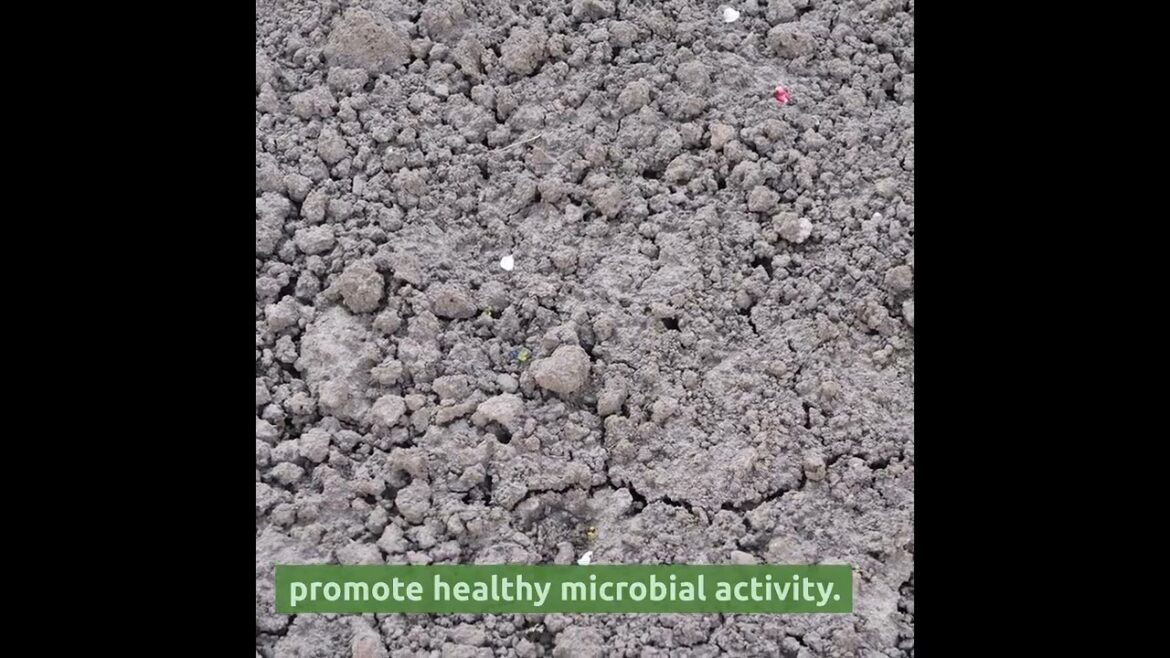 Chappy's Top Tips for Springtime Gardening