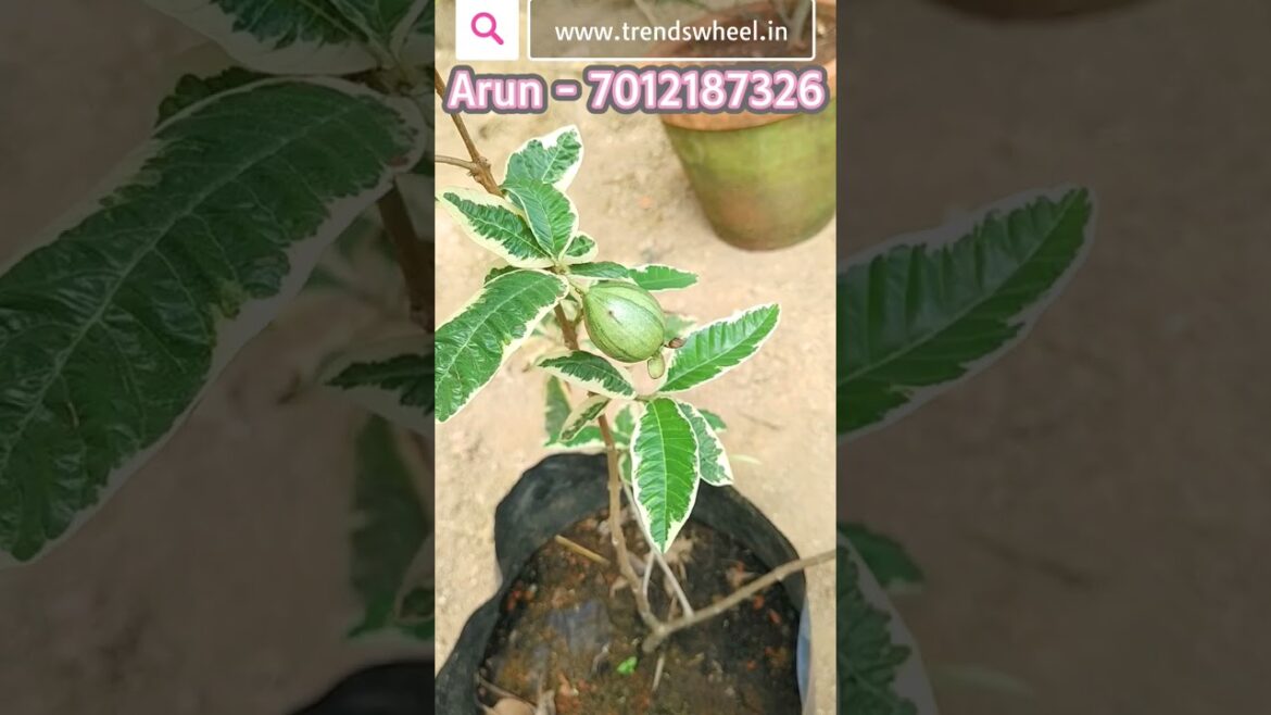 Variegated Guava Online Trends Wheel Shorts #variegatedguava #trendswheel #fruitsplants