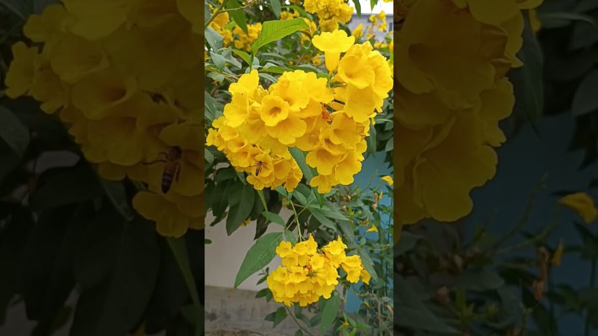 March me flowering#shorts#viral#shortsvideo#terracegarden#gardening#kitchengardening #pratibhabagiya March me flowering#shorts#viral#shortsvideo#terracegarden#gardening#kitchengardening #pratibhabagiya