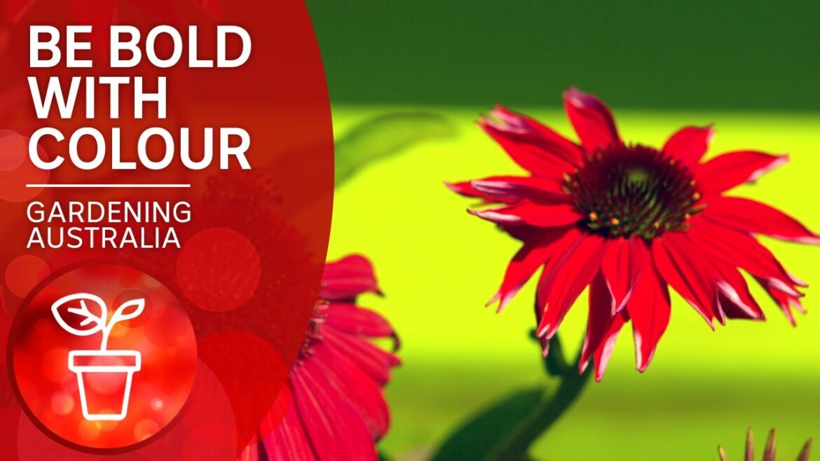 Forget subtlety and go all out for colour | Garden design and inspiration | Gardening Australia