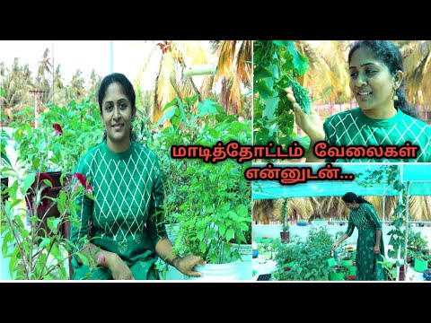 மாடி தோட்டத்திற்க்கு ஏற்ற செடிகள் | Terrace Garden Tips || 2 months process of seeding to Planting மாடி தோட்டத்திற்க்கு ஏற்ற செடிகள் | Terrace Garden Tips || 2 months process of seeding to Planting