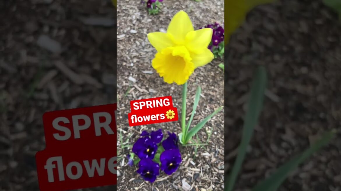 SPRING flowers 🌼 Daffodils #shorts #spring #flowers #yellow #daffodil #gardening #homestead SPRING flowers 🌼 Daffodils #shorts #spring #flowers #yellow #daffodil #gardening #homestead