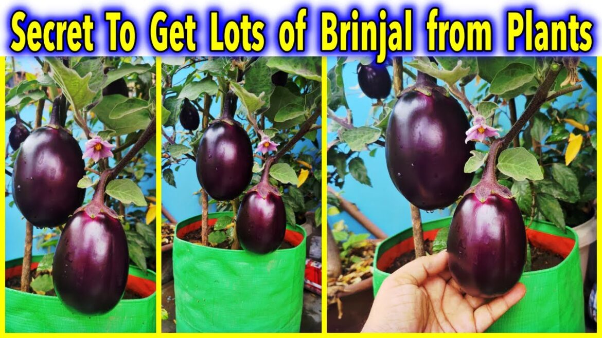 Best & Easy Method To Grow Brinjal Plants in Containers (SEED TO HARVEST) Best & Easy Method To Grow Brinjal Plants in Containers (SEED TO HARVEST)