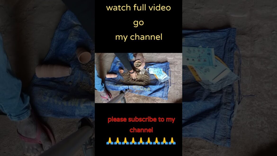 Rose plant growing from seeds. Avtar Singh home gardening tips